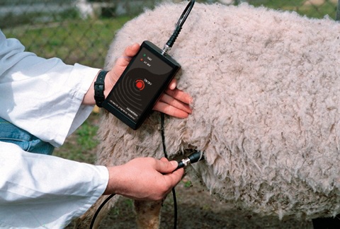 Ультразвуковий детектор вагітності DRAMINSKI для овець і кіз, 210504, Очікується