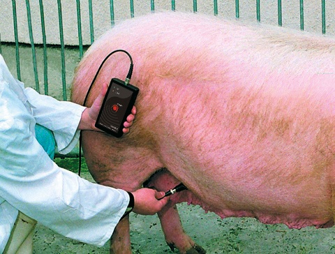 Ультразвуковий детектор вагітності DRAMINSKI для свиней, 210505, В наявності